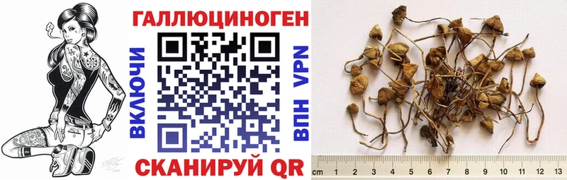 где купить   Себеж  Псилоцибиновые грибы Psilocybe 